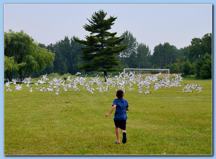 July4 Gull Chasing